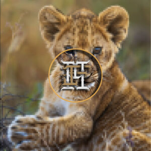 Lion Cub Playing PK-1 photo 06