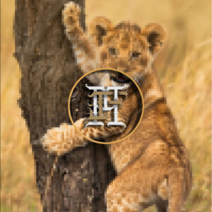 Lion Cub Playing PK-1 photo 17
